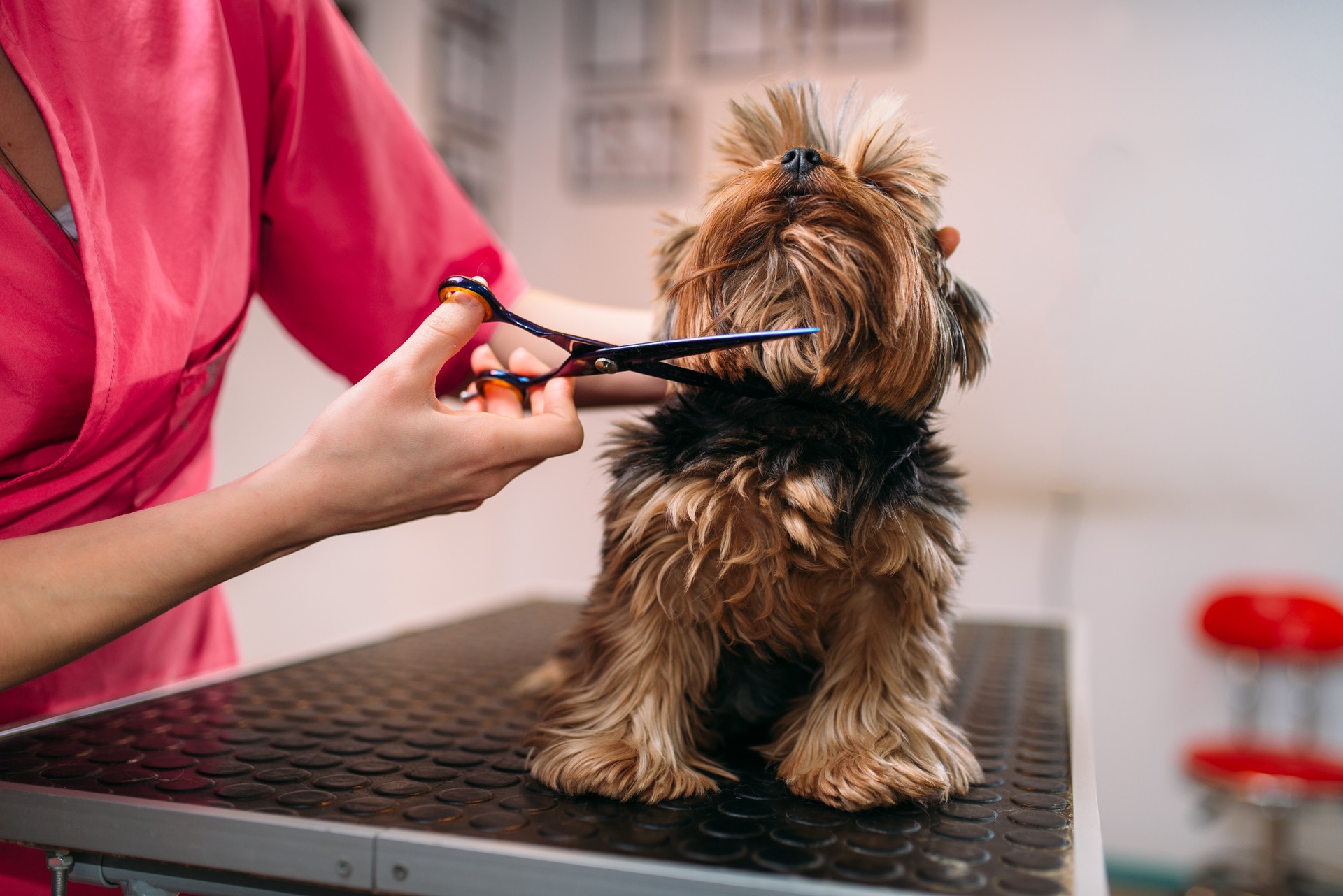 Curso de Peluquería Canina y Felina 
