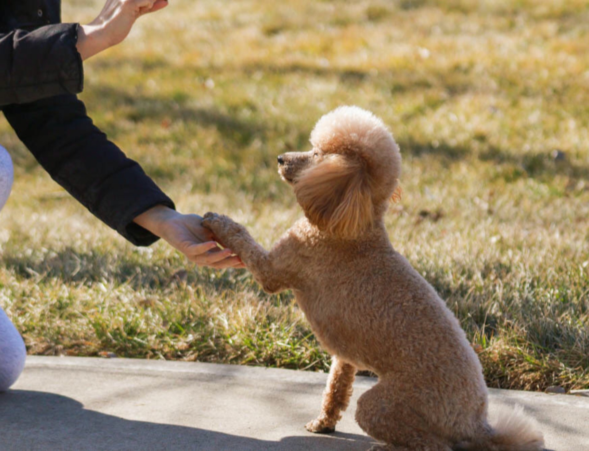 Adiestramiento Canino&nbsp;
