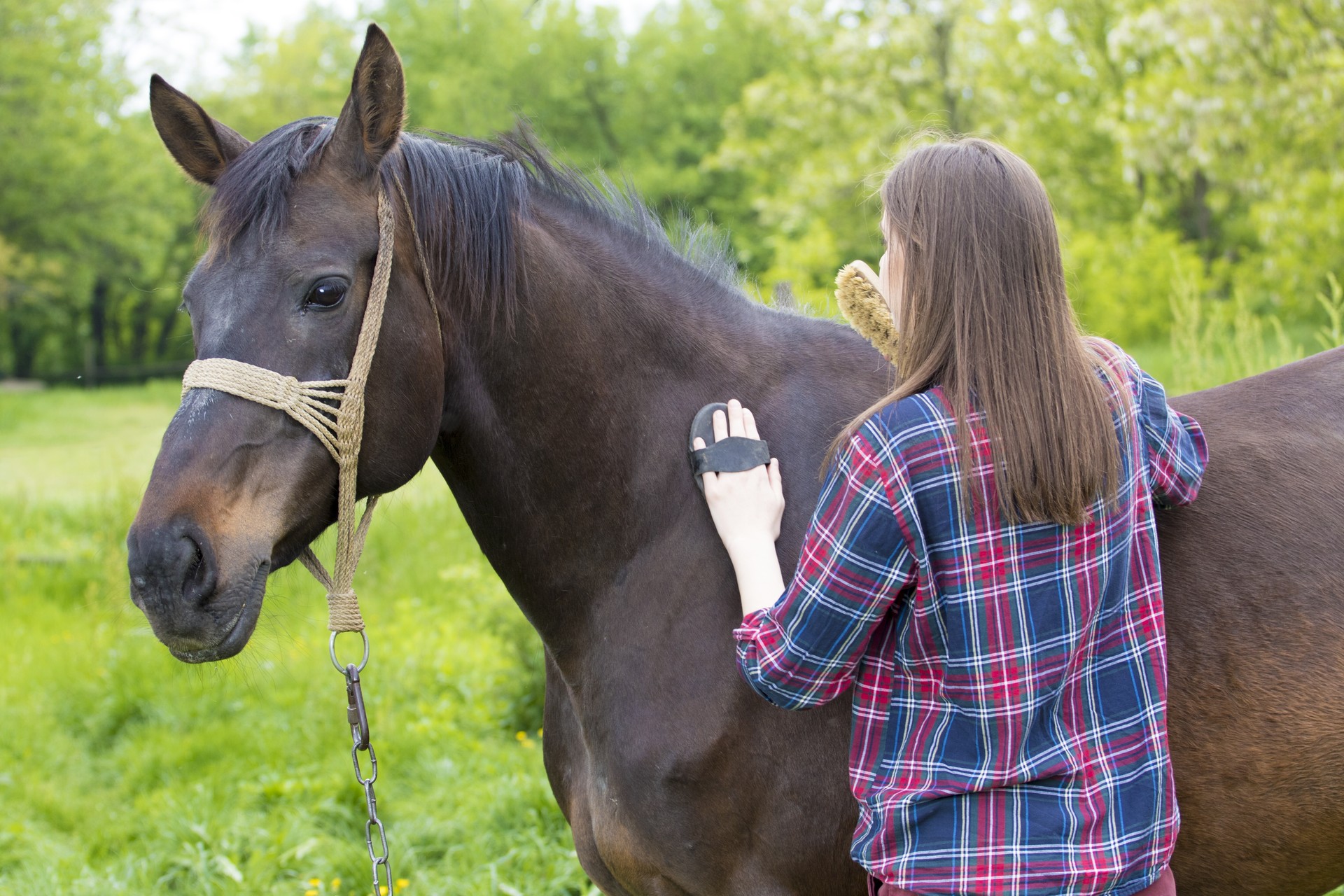 Asistente técnico Veterinario Ecuestre y Cuidador de Caballos 
