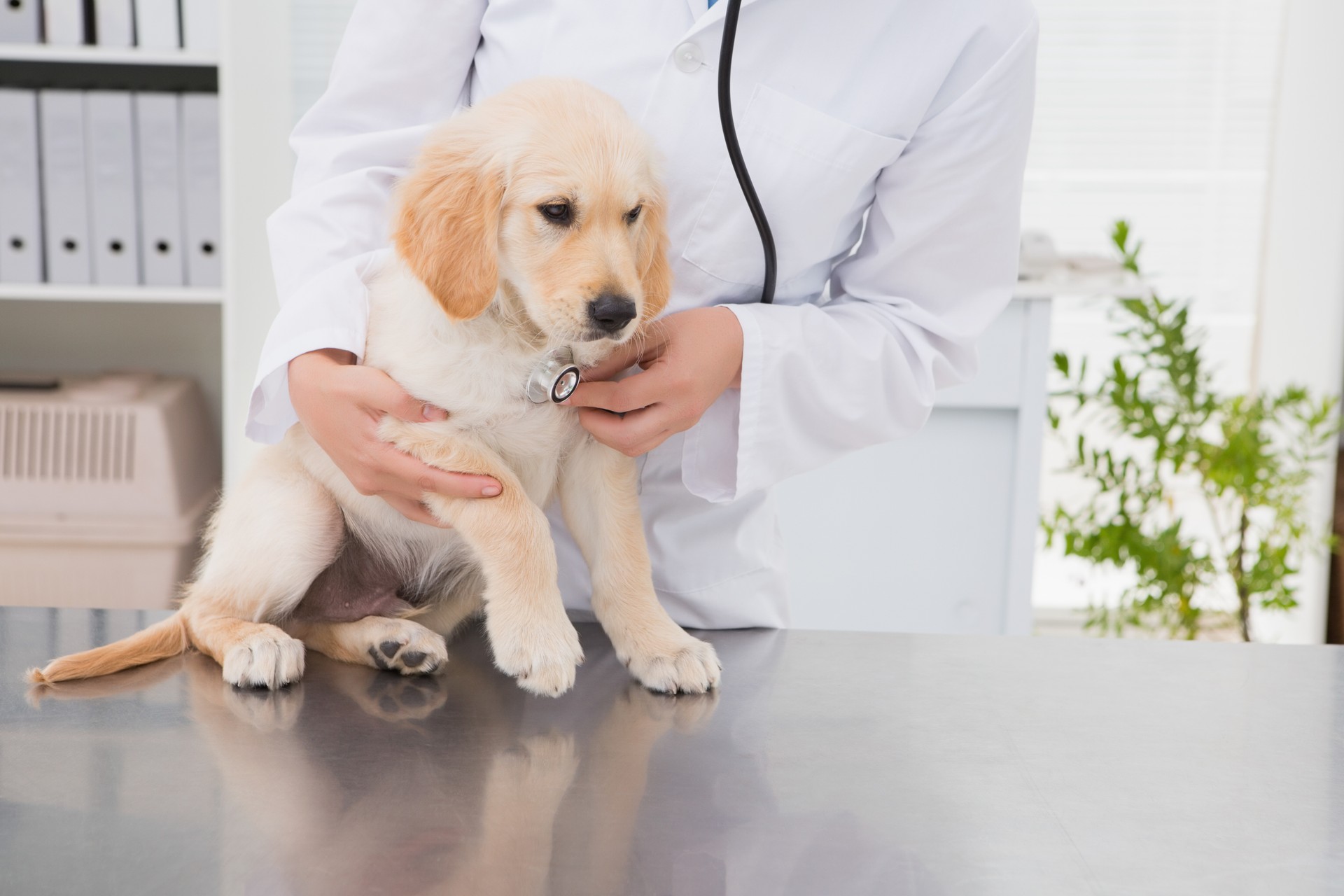 Auxiliar y Asistente de Clínica Veterinaria&nbsp;
